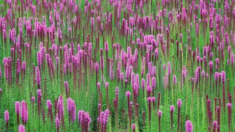 粉色花儿的海洋图片