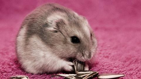 可爱宠物仓鼠图片大全