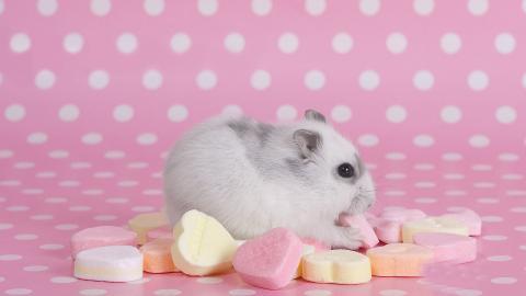 可爱宠物仓鼠图片大全