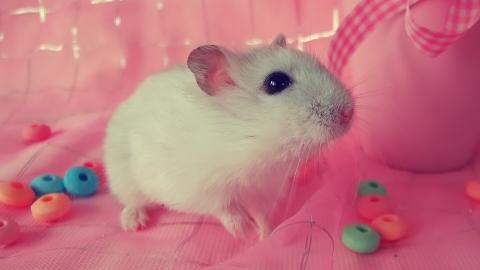 可爱宠物仓鼠图片大全