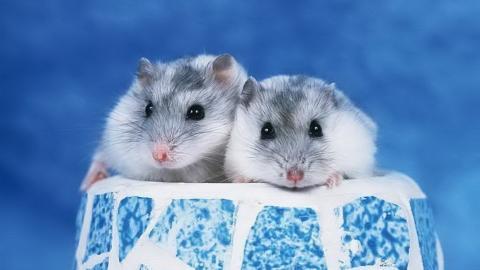 可爱宠物仓鼠图片大全