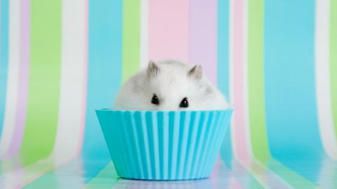 可爱宠物仓鼠图片大全