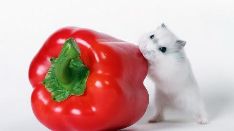 可爱宠物仓鼠图片大全