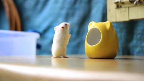 可爱宠物仓鼠图片大全