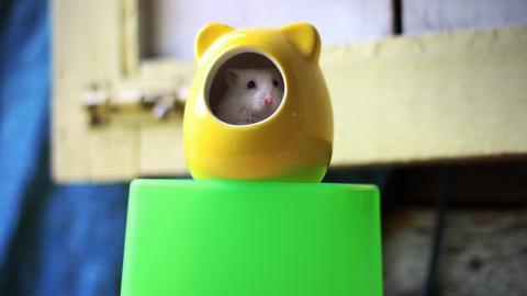 可爱宠物仓鼠图片大全