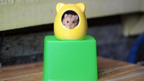 可爱宠物仓鼠图片大全