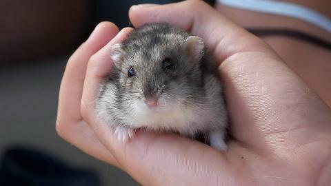 可爱宠物仓鼠图片大全