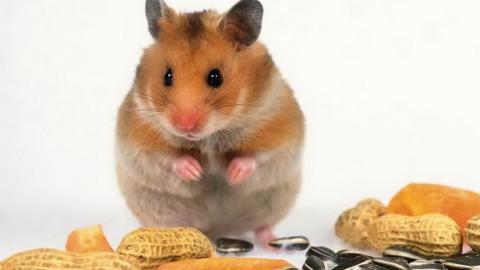 可爱宠物仓鼠图片大全