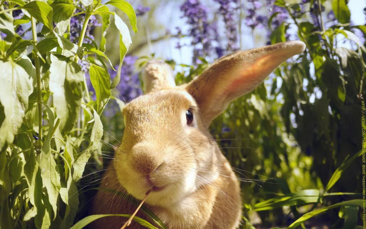 萌兔子“史大力”图片