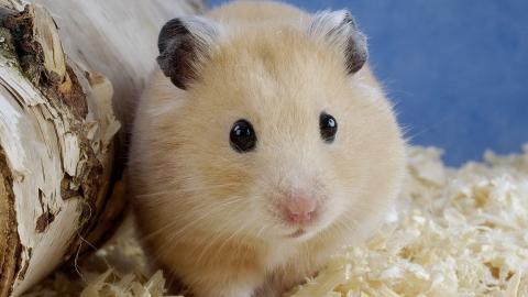 可爱宠物仓鼠图片大全