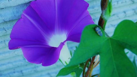 紫色唯美的牵牛花图片大全