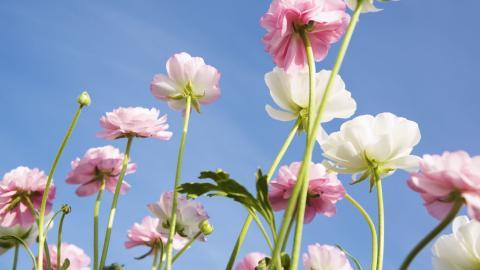 美丽花儿与蓝天风景图片