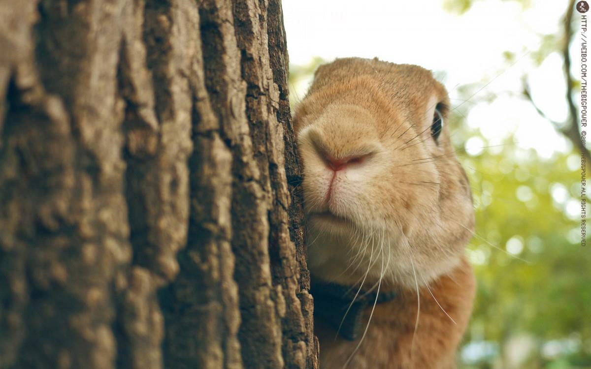 萌兔子“史大力”图片