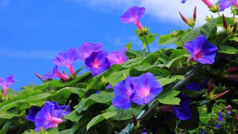 紫色唯美的牵牛花图片大全