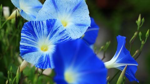 紫色唯美的牵牛花图片大全