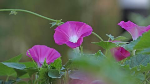 紫色唯美的牵牛花图片大全