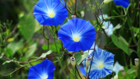 紫色唯美的牵牛花图片大全