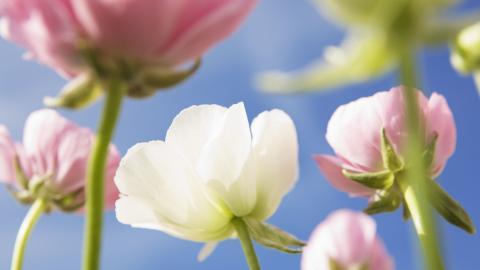 美丽花儿与蓝天风景图片