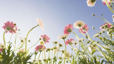 美丽花儿与蓝天风景图片