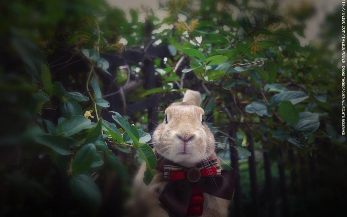 萌兔子“史大力”图片