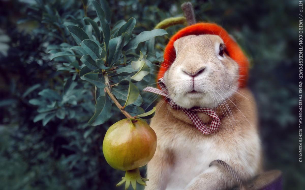 萌兔子“史大力”图片