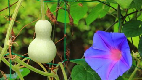 紫色唯美的牵牛花图片大全