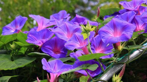 紫色唯美的牵牛花图片大全