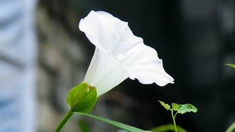 紫色唯美的牵牛花图片大全