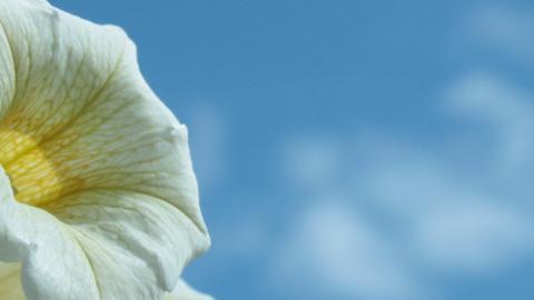 紫色唯美的牵牛花图片大全