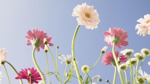 美丽花儿与蓝天风景图片