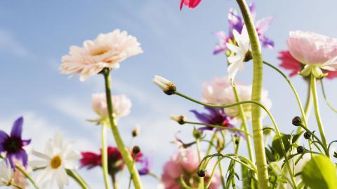 美丽花儿与蓝天风景图片