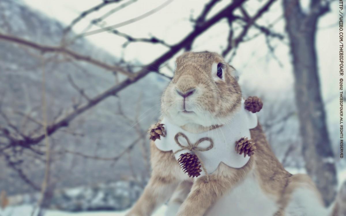 萌兔子“史大力”图片