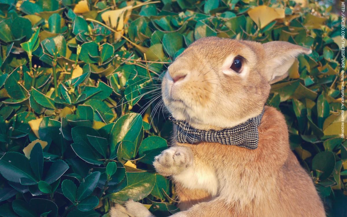 萌兔子“史大力”图片