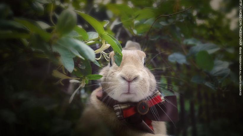 萌兔子“史大力”图片