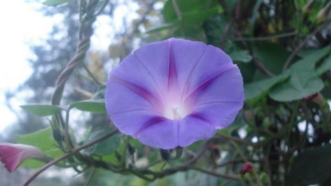 紫色唯美的牵牛花图片大全