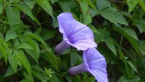 紫色唯美的牵牛花图片大全