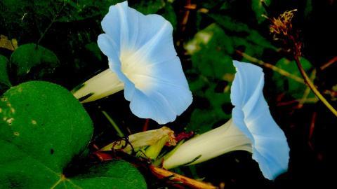 紫色唯美的牵牛花图片大全