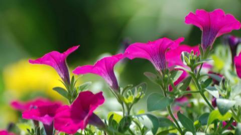 紫色唯美的牵牛花图片大全