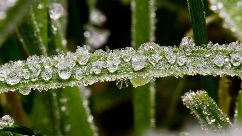冰雪植物(冰晶幻梦)图片