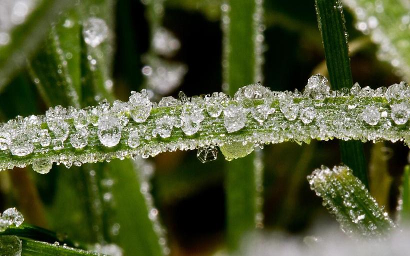 冰雪植物(冰晶幻梦)图片