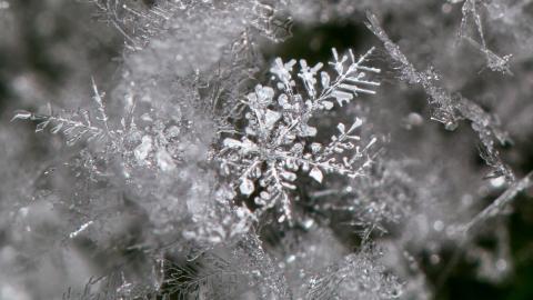 冰雪植物(冰晶幻梦)图片