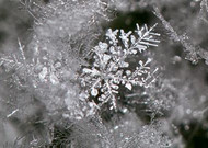 冰雪植物(冰晶幻梦)图片