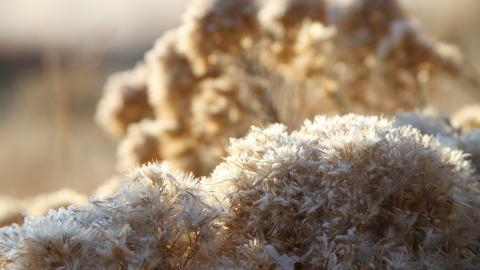 冰雪植物(冰晶幻梦)图片