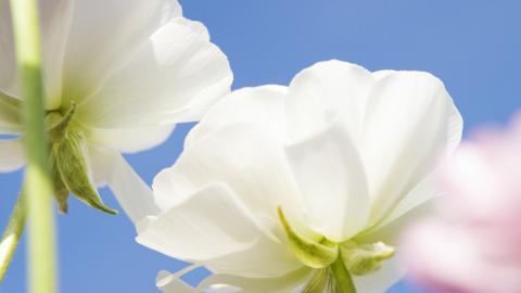 美丽花儿与蓝天风景图片