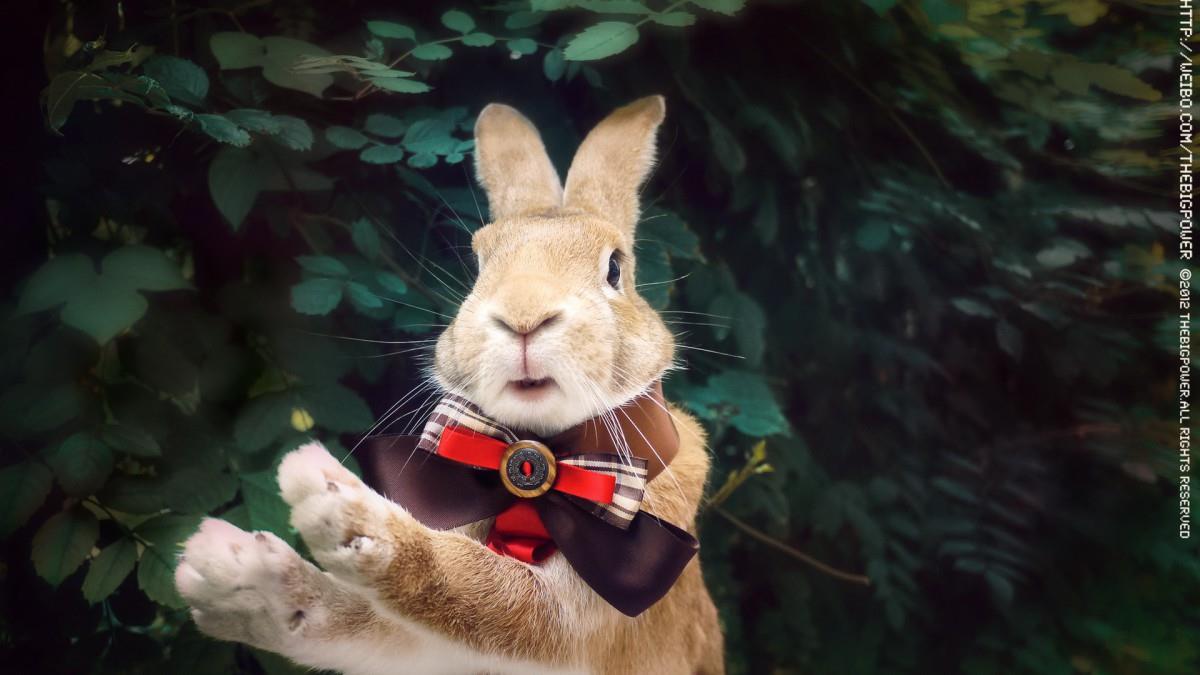 萌兔子“史大力”图片