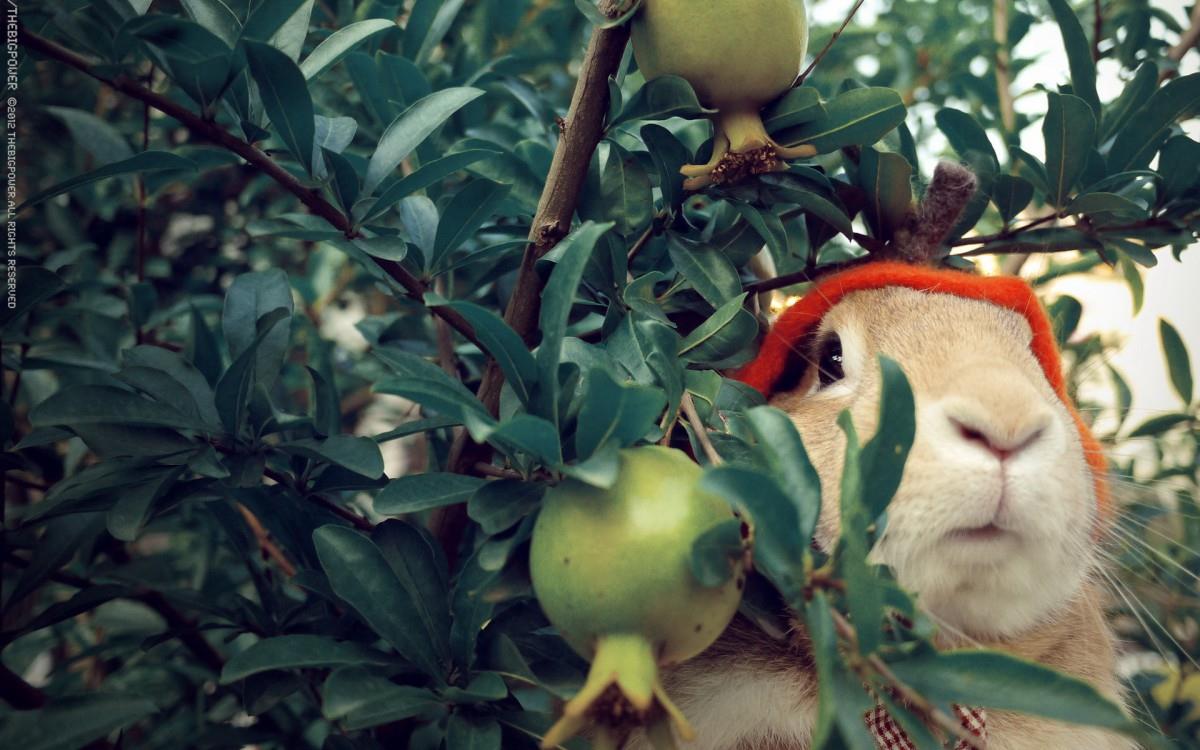 萌兔子“史大力”图片