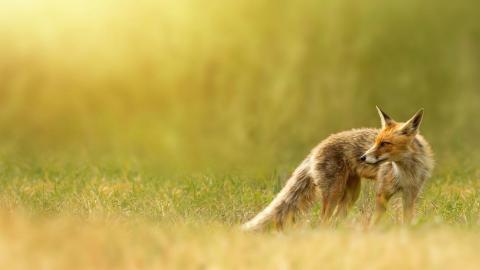 狡猾的狐狸图片大全