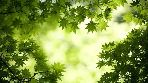 Win7主题森林风光宽屏图片