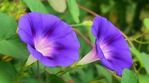 紫色唯美的牵牛花图片大全