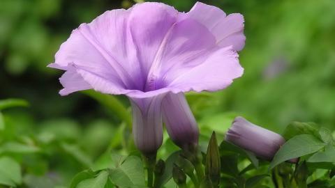 紫色唯美的牵牛花图片大全